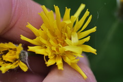 Crepis paludosa