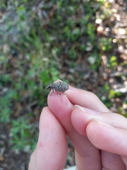 Trichalophus alternatus