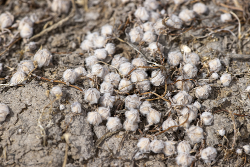 iNaturalist observation photo of Woolly-Marbles