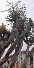 Dracaena draco