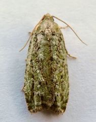 Proteoteras willingana