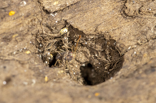 iNaturalist observation photo of Harvestmen