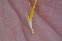 Crepis paludosa