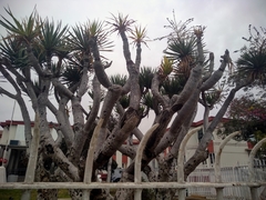 Dracaena draco