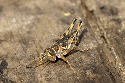 iNaturalist observation photo of Valley Grasshopper