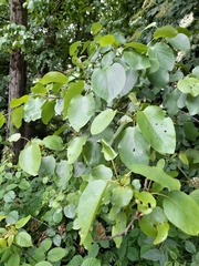 Alnus cordata