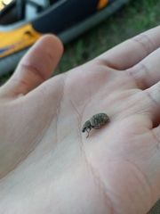 Trichalophus alternatus
