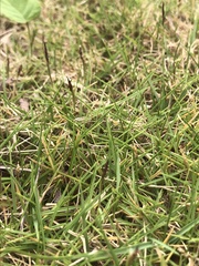 Zoysia matrella
