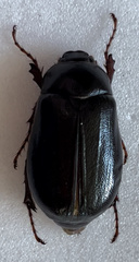 Phyllophaga vehemens
