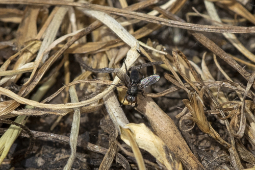 iNaturalist observation photo of Brachyceran Flies