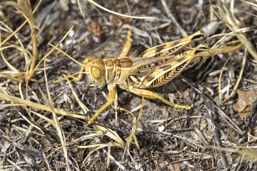 iNaturalist observation photo of Valley Grasshopper