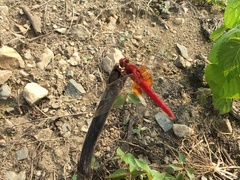 Crocothemis servilia mariannae