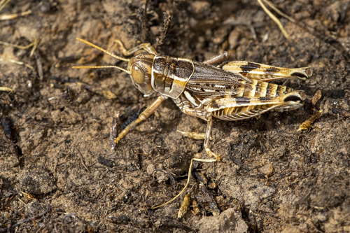 iNaturalist observation photo of Valley Grasshopper