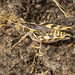 Valley Grasshopper - Photo (c) Sean Werle, some rights reserved (CC BY-NC), uploaded by Sean Werle