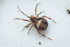 Simitidion simile