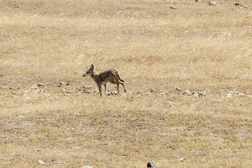 iNaturalist observation photo of Coyote
