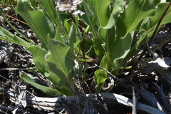 Pyrrocoma carthamoides