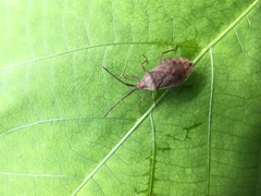 Homoeocerus dilatatus