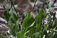 Pyrrocoma carthamoides