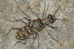 Cephalota circumdata