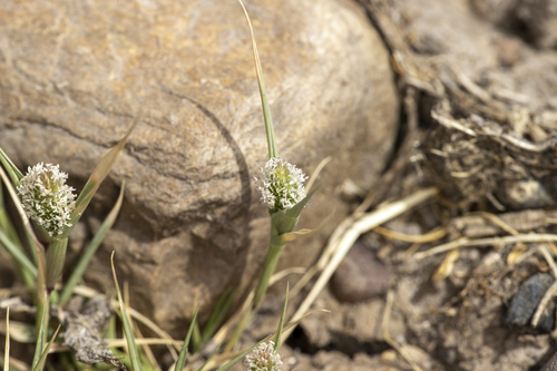 iNaturalist observation photo of swamp pricklegrass