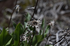 Pyrrocoma carthamoides