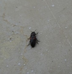 Divales bipustulatus
