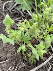 Nemophila breviflora