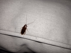 Ischnoptera bilunata