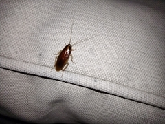 Ischnoptera bilunata