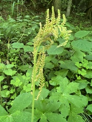 Botrypus virginianus