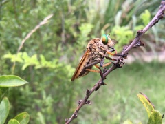 Cophinopoda