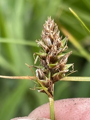 Carex hoodii