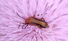 Nemognatha piazata