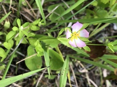 Sabatia calycina