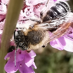 Megachile ericetorum