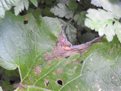 Ramularia abscondita