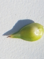 Carex wiegandii