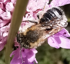 Megachile ericetorum