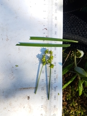 Carex wiegandii