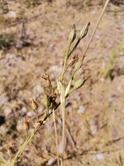 Nicotiana repanda