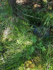 Carex wiegandii