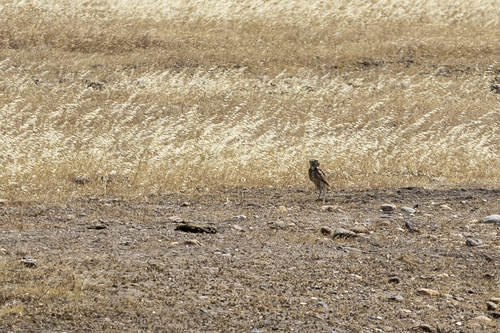 iNaturalist observation photo of Burrowing Owl