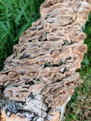 Cerrenaceae