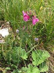 Pedicularis gyroflexa