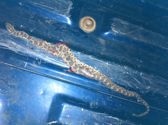 Sistrurus tergeminus