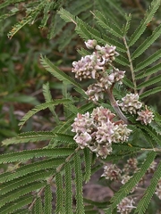 Dasineura rubiformis
