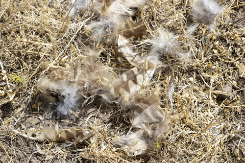 iNaturalist observation photo of Burrowing Owl