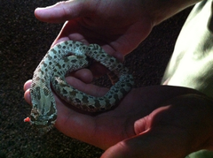 Heterodon nasicus