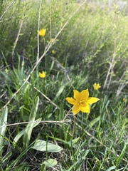 Tulipa sylvestris biebersteiniana